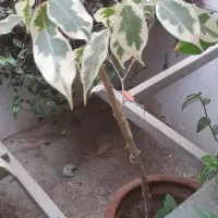 تعدادی گل|گل و گیاه طبیعی|بجنورد, |دیوار