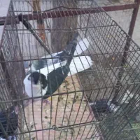 دو عدد چپ شقه درجه یک