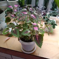 گل شاداب خونگی|گل و گیاه طبیعی|خرمآباد, |دیوار