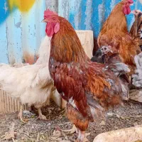 خروس کوشین