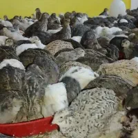 بلدرچین بالغ|حیوانات مزرعه|رشت, لاکان|دیوار