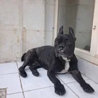 فرنچ بولداگ نر مشکی