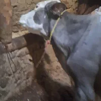 گاو تازه ۶روز زایده|حیوانات مزرعه|تکاب, |دیوار