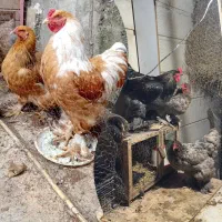 جوجه ویاندوت ایام سمانی برهما لهستانی مرغ وخروس|حیوانات مزرعه|رشت, لاکان|دیوار