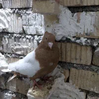 کفتر سینه زرد