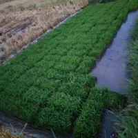 ۱۲۰عدد سبد نشا اماده فروش