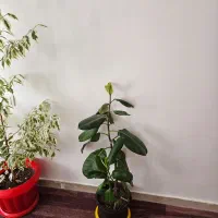 انواع گل|گل و گیاه طبیعی|تبریز, |دیوار