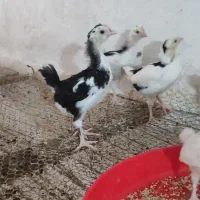 نیمچه گلین دو ماهه