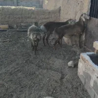 سه عدد بره نر|حیوانات مزرعه|تربت جام, جامرود|دیوار