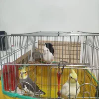 عروس هلندی|پرنده|رزن, |دیوار