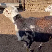 قوچ پلنگی عتیقه