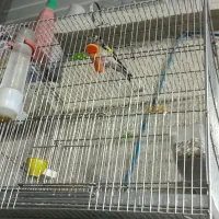 قفس.سهره.قناری