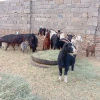 بز بزغاله نربز میش