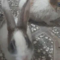 یک جفت خرگوش دوماهه|موش و خرگوش|گنبد کاووس, |دیوار