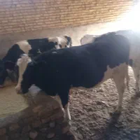 گاووتلیسه|حیوانات مزرعه|شیروان (خراسان), |دیوار