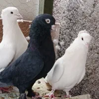 یک جفت سفید