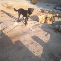 سگ شکار جوله ای