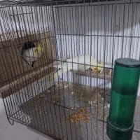 عروسی هلندی با آلبینو سفید