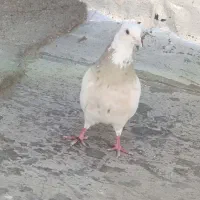 کفتر و قناری