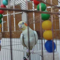 عروس هلندی