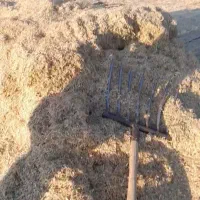 خریدارکاه لوبیا گندم باپرداخت بیانه هستم