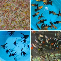 فروش انواع ماهی گیاهخوار|ماهی|مشهد, کلاهدوز|دیوار