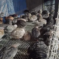 بلدرچین تخمگذار|حیوانات مزرعه|دابودشت, |دیوار