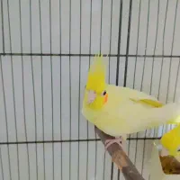 عروس هلندی مولد|پرنده|ساری, |دیوار