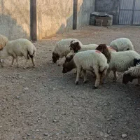 بره ماده داشتی|حیوانات مزرعه|آبدانان, |دیوار