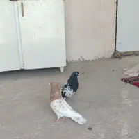 یگ جفت کبوتر خشگل