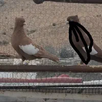 تعدادی بهبهانی|پرنده|شیراز, داریون|دیوار