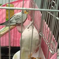 جوجه عروس هلندی