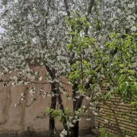 خانه ویلایی|فروش خانه و ویلا|چناران, |دیوار