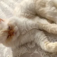 گربه اصیل پرشین|گربه|ورامین, ورامین|دیوار