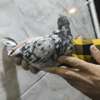 دودی هفرنگ نر|پرنده|بشاریات, |دیوار