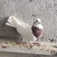 سیاه دمسفید|پرنده|شیراز, شهرک بهار|دیوار