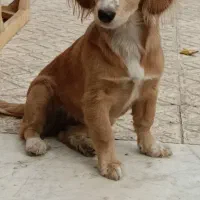 فروش سگ گلدن اشپیتز