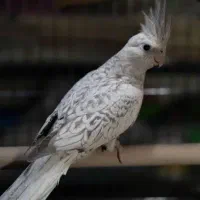 عروس هلندی ایزابلا اهلی