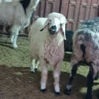 بره ۲۵ کیلویی|حیوانات مزرعه|مرودشت, مختارآباد|دیوار