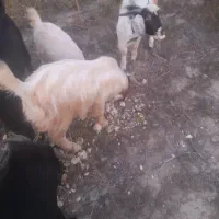 نری|حیوانات مزرعه|بند زرک, |دیوار