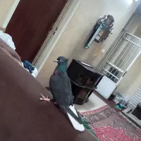 سیاه دم سفید