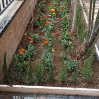 خدمات باغبانی کوددهی گلکاری کاشت گل هرس درختان|خدمات باغبانی و درختکاری|شهریار, ابراهیم‌آباد|دیوار