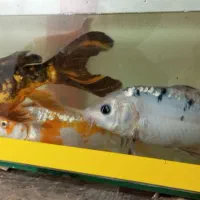 ماهی کوی مولد