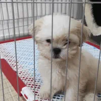 شیتزو|سگ|مشهد, جاهد شهر|دیوار