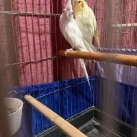 عروس هلندی مولد