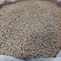 استارتر بره و گوساله