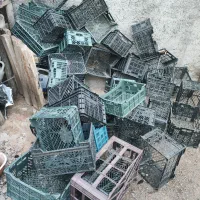 سبد گوجه