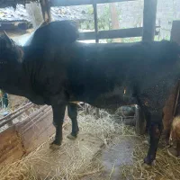 ورزا محلی هم داشتی هم گوشتی کم سن