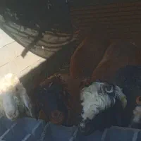 بره