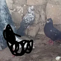 رنگی|پرنده|مسجد سلیمان, |دیوار